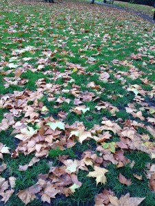 fallen leaves