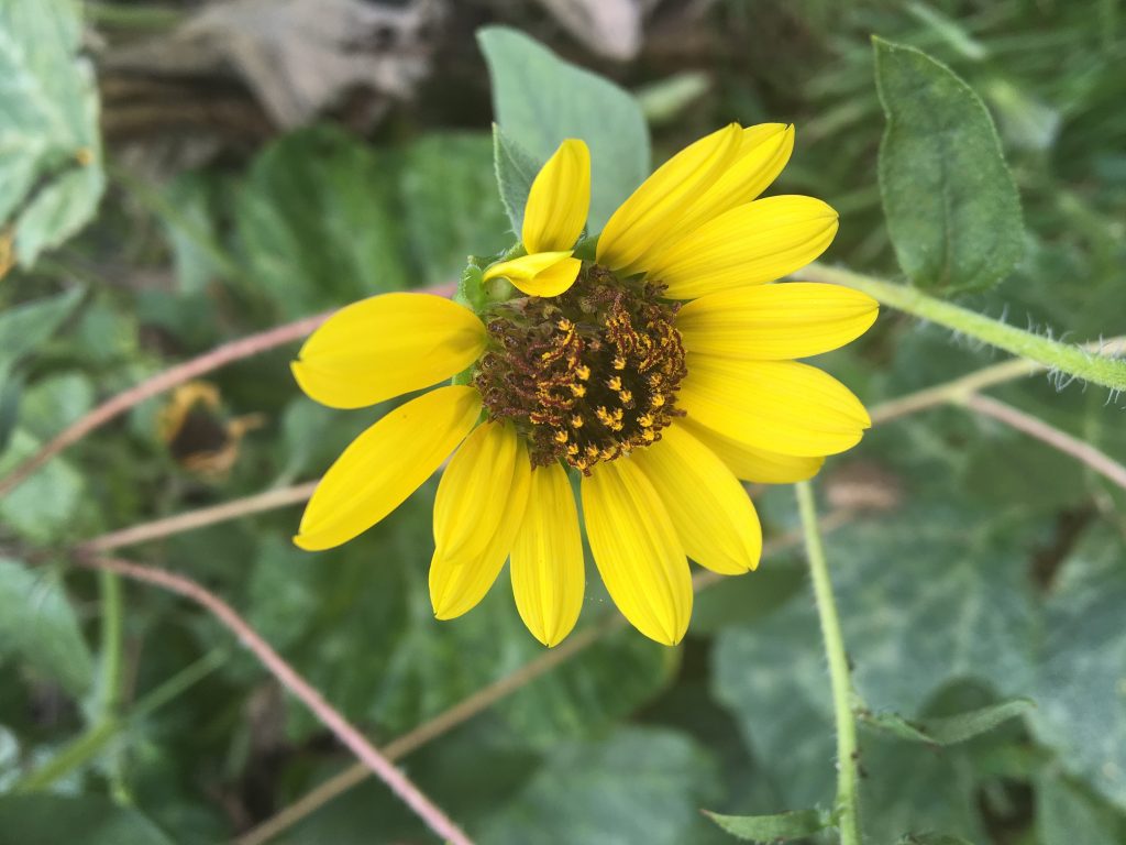 Choosing to be happy-sunflowers and other smile bringers