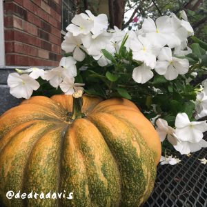 pumpkins and flowers