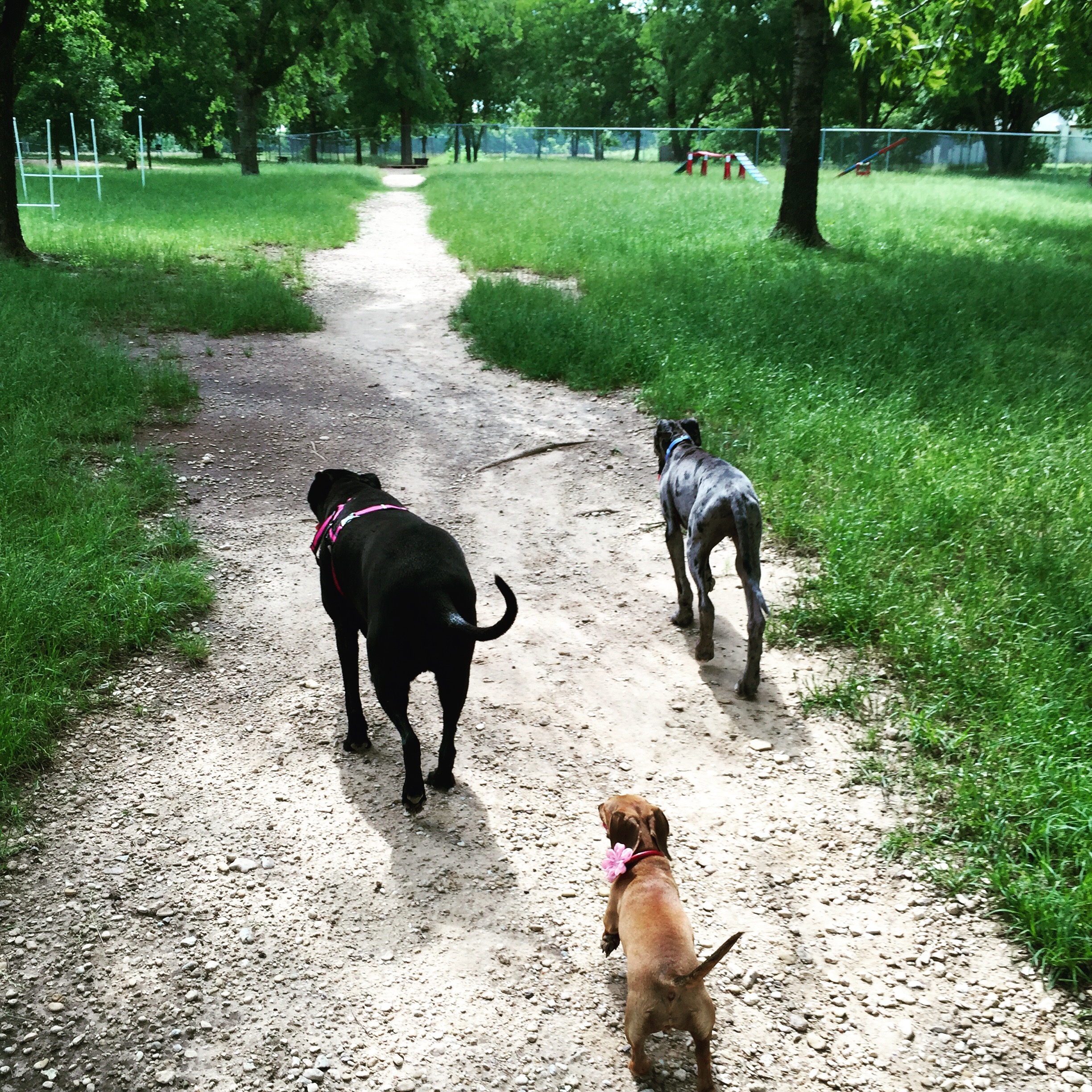 Never turn your back on a busy dog park!