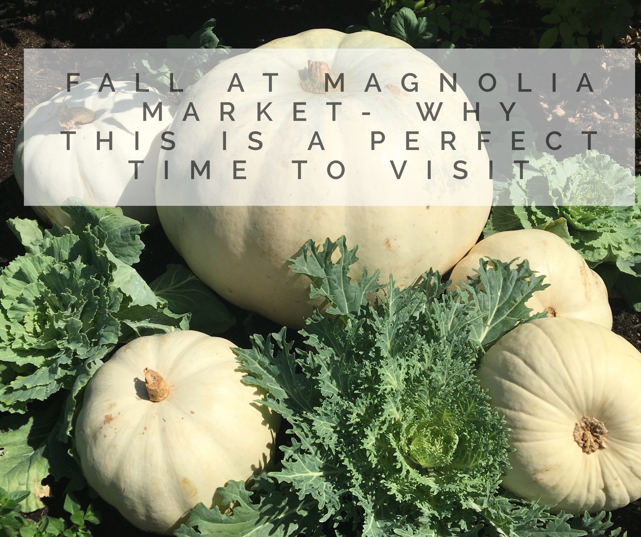 Fall At Magnolia Market- Why This Is A Perfect Time To Visit