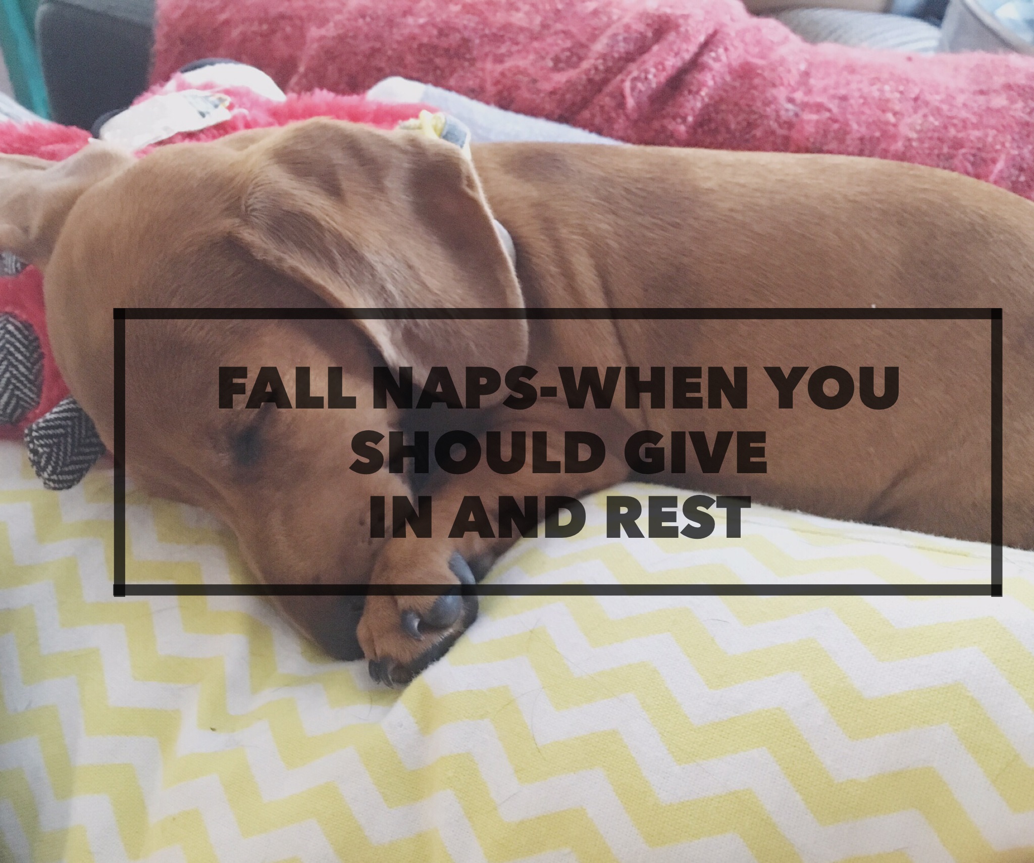 Fall Naps-When You Should Give In And Rest