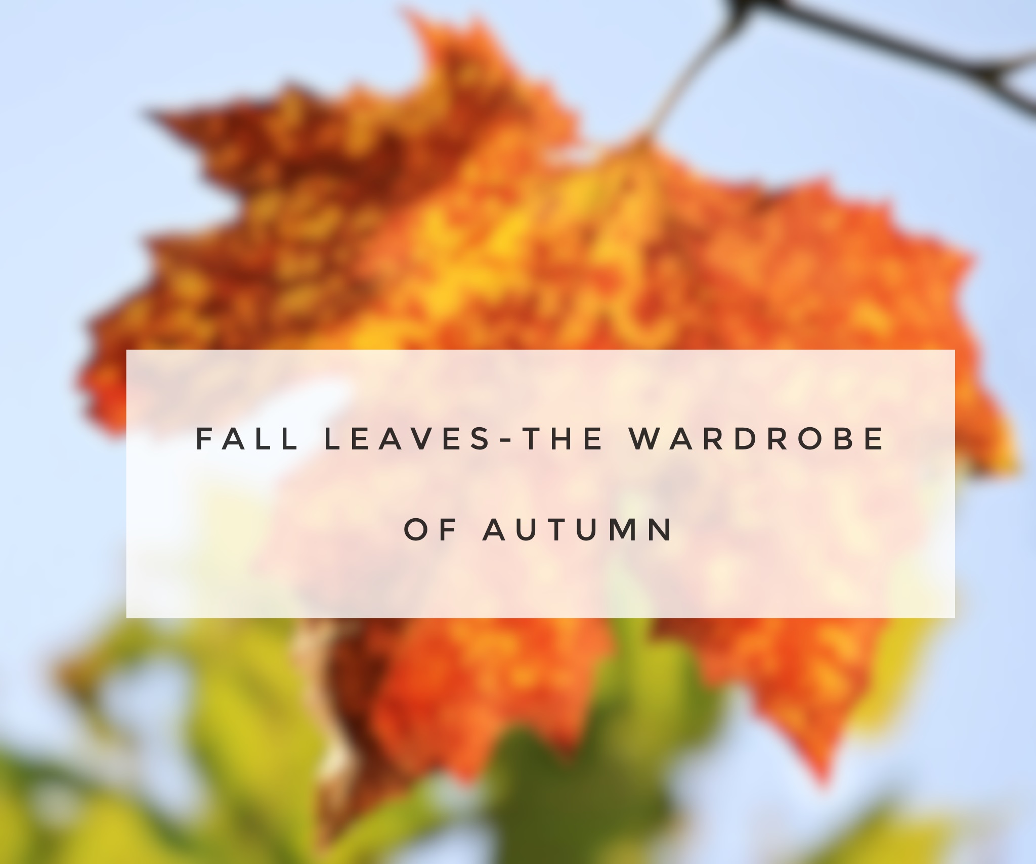 Fall leaves-The Wardrobe Of Autumn