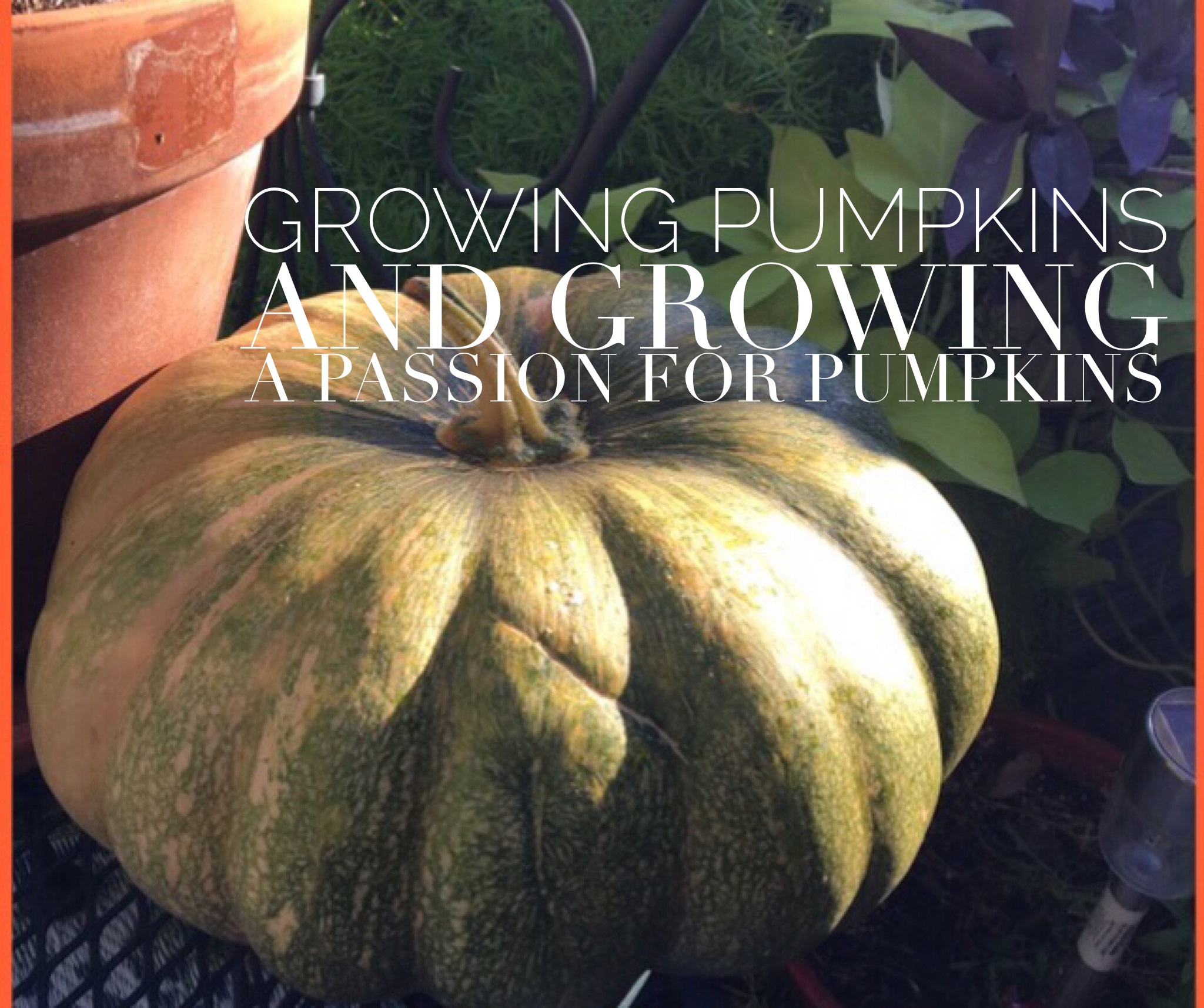 Growing Pumpkins And Growing A Passion For Pumpkins