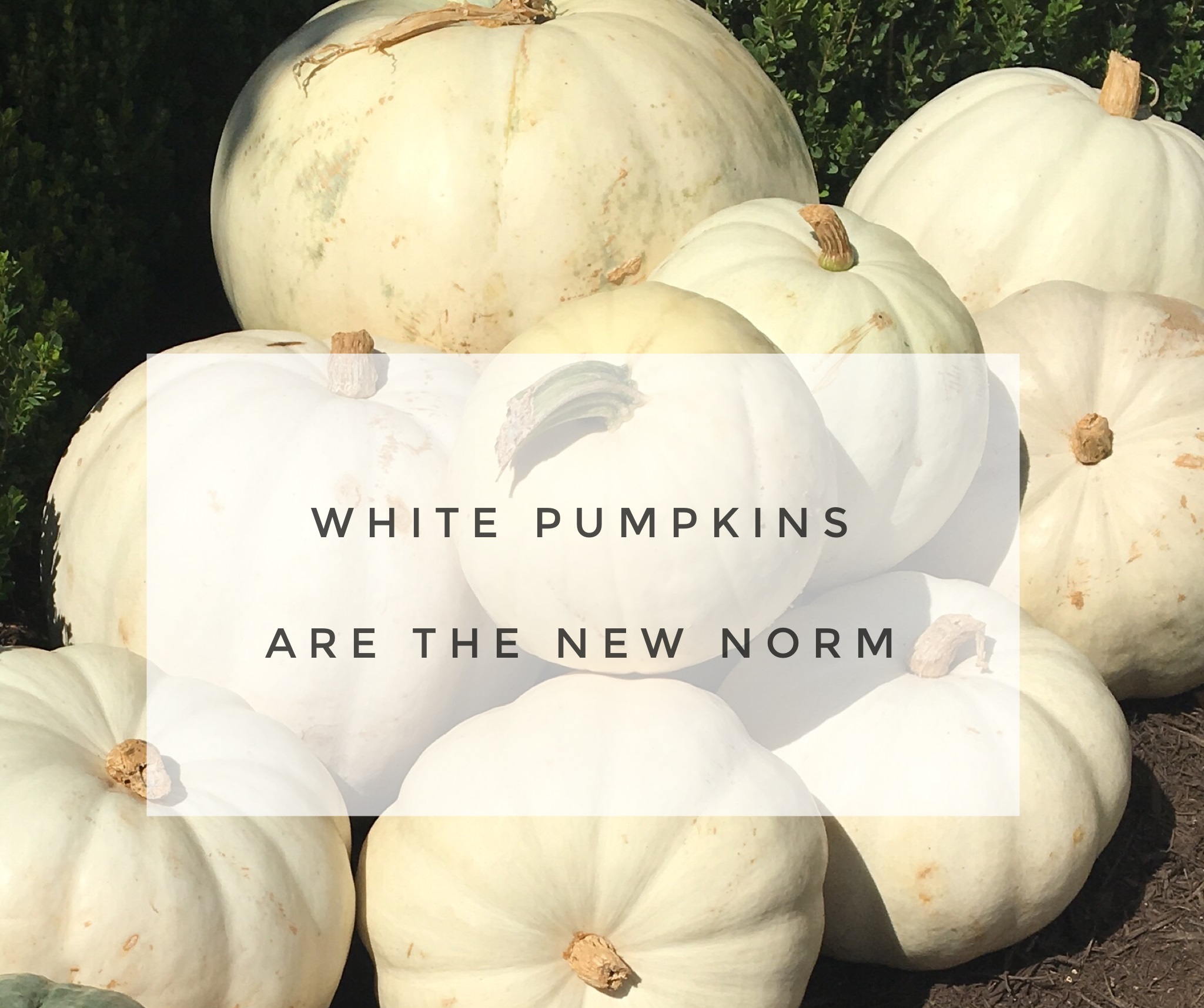 White Pumpkins Are The New Norm